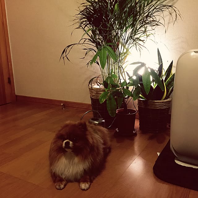 insさんの実例写真