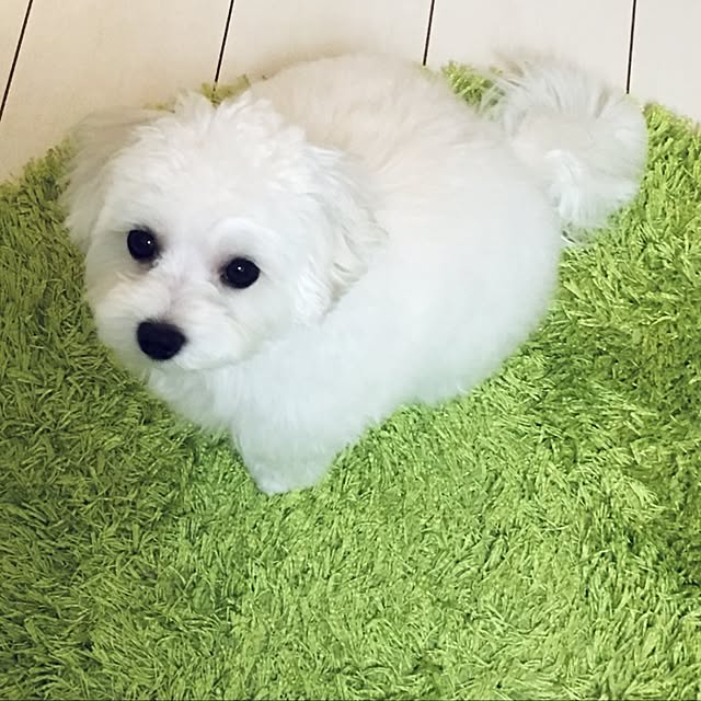 Mopmamaさんの実例写真