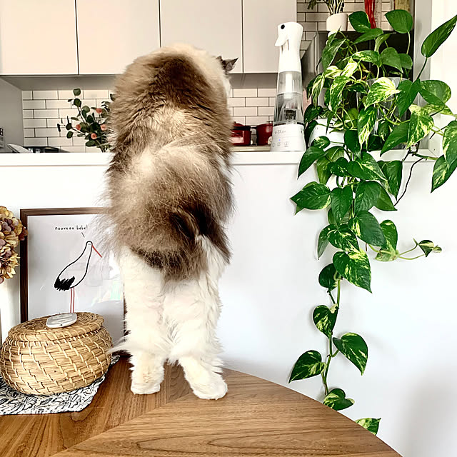 Micccaさんの実例写真