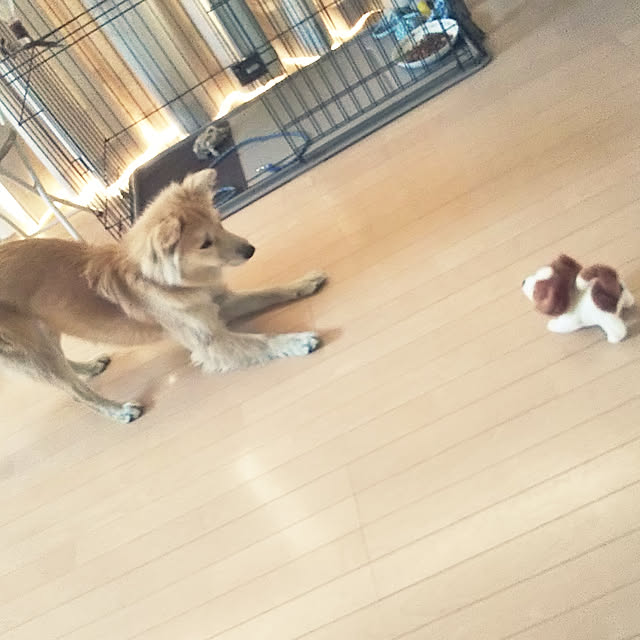 kaoriさんの実例写真