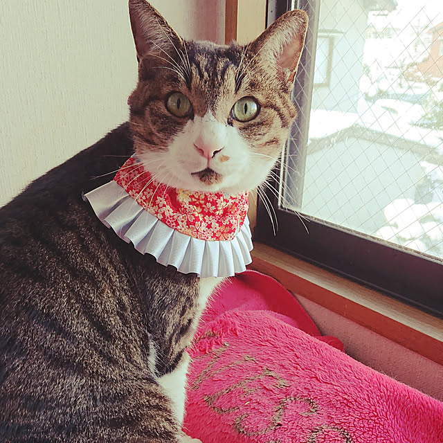 SACHIさんの実例写真
