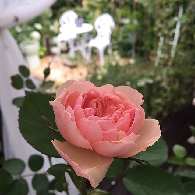 cherryさんの実例写真