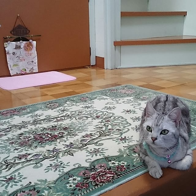 simaumaさんの実例写真