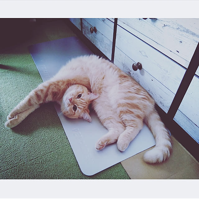 mntcさんの実例写真