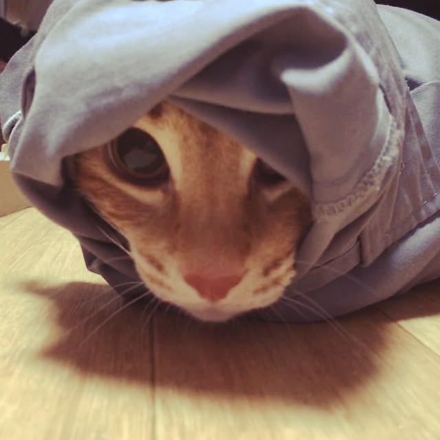 kotetuさんの実例写真