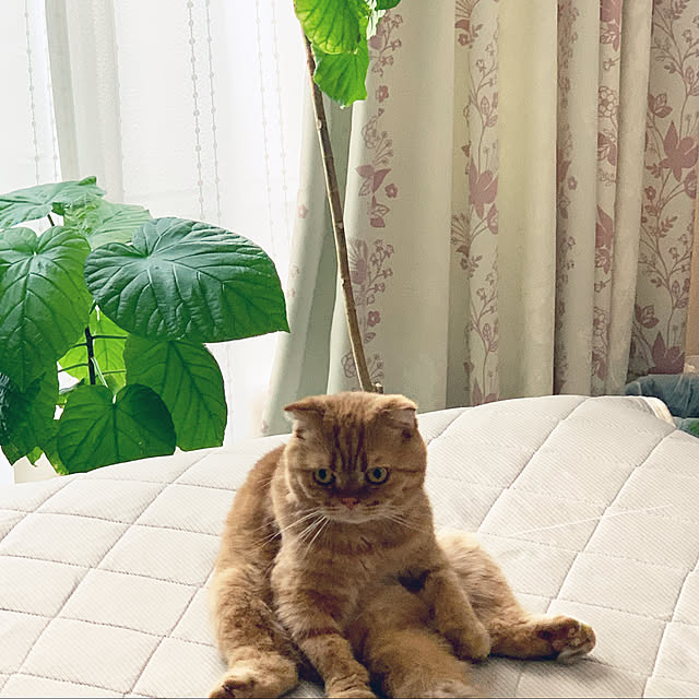 Mamaさんの実例写真