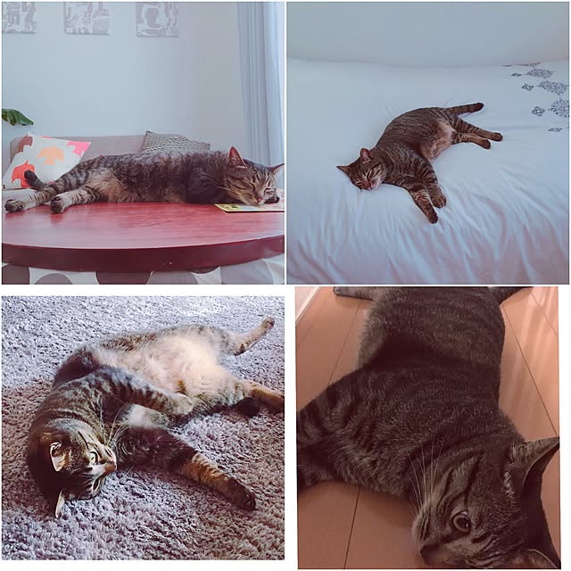 nyan.73さんの実例写真