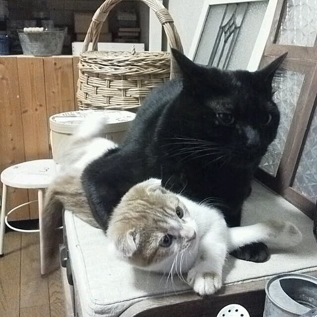 mikiさんの実例写真