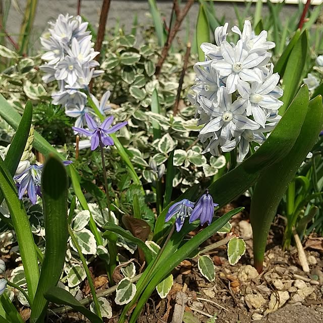 玄関/入り口/ガーデニングが好き/北海道/花のある暮らし/季節を楽しむ...などのインテリア実例 - 2024-04-21 02:31:30