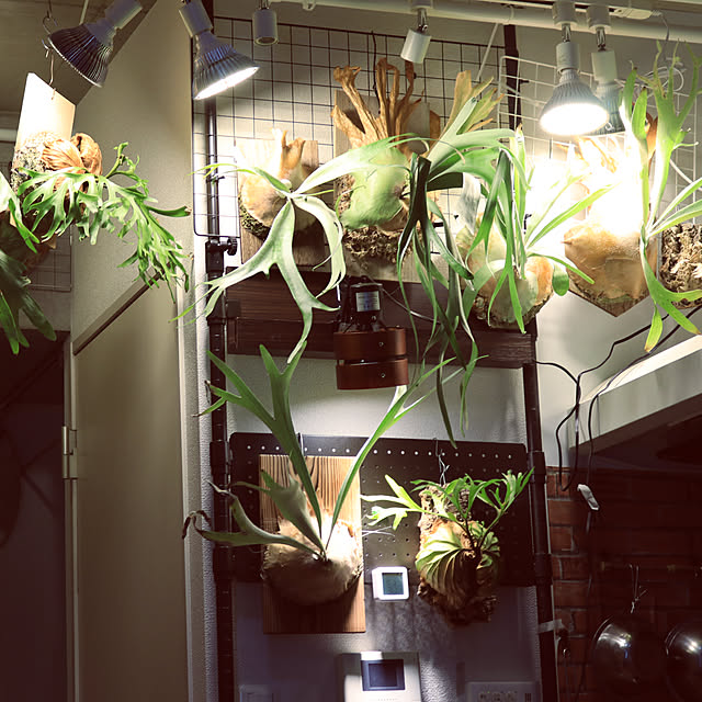 SINJIAlight 植物育成ライトLED 120w相当 暖色系 太陽のような SINJIAlight 植物育成ライトLED 120w相当 暖色系 太陽のような