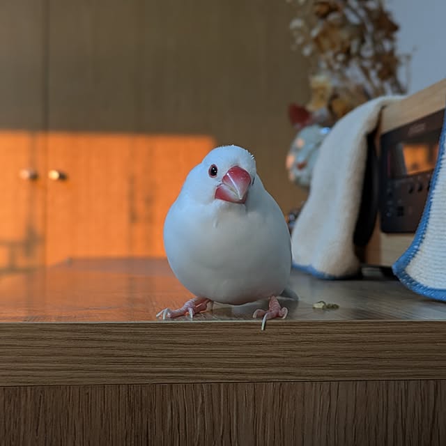 escargotさんの実例写真