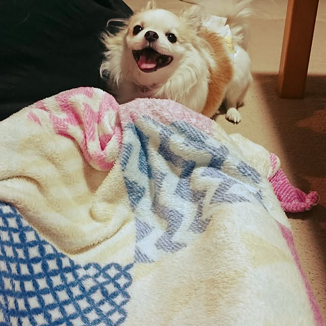 mameさんの実例写真