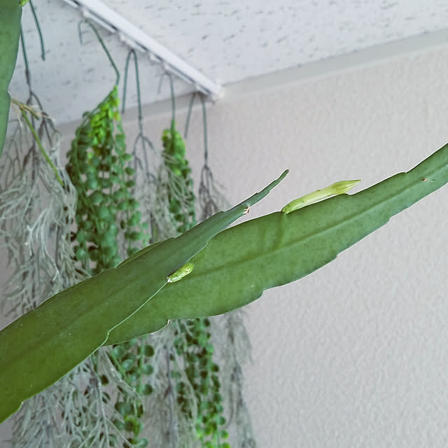 Umeさんの実例写真