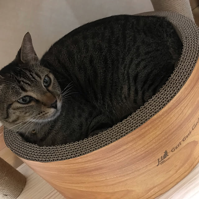 chamaさんの実例写真