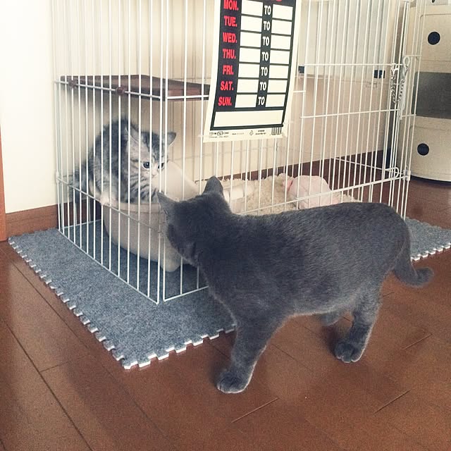 Shojiさんの実例写真