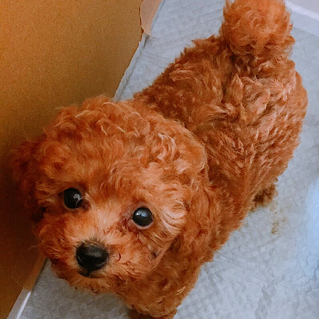 Iwaseさんの実例写真
