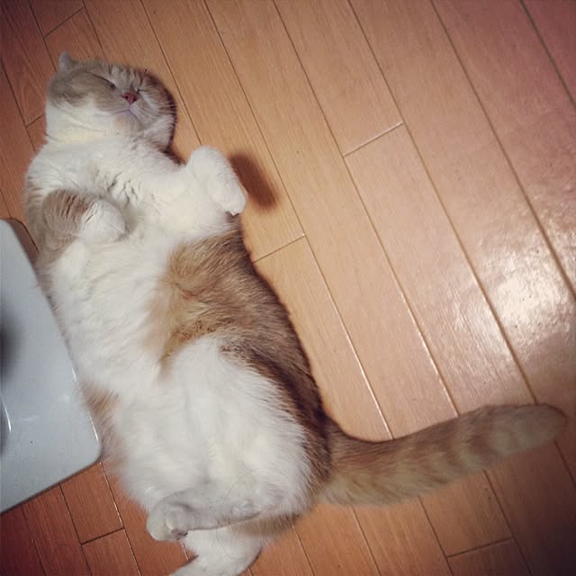 runtenさんの実例写真