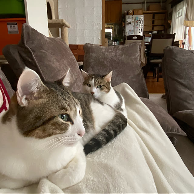 Lufuさんの実例写真