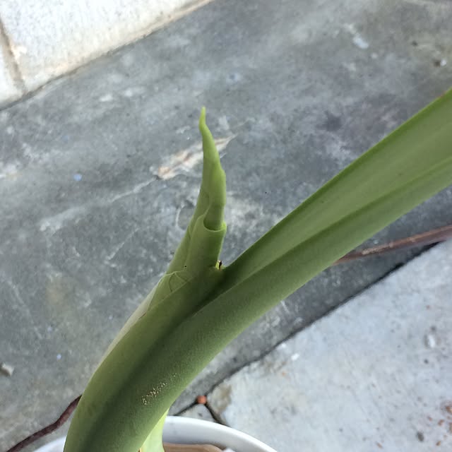 Chimaさんの実例写真