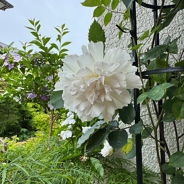 mamizaさんの部屋