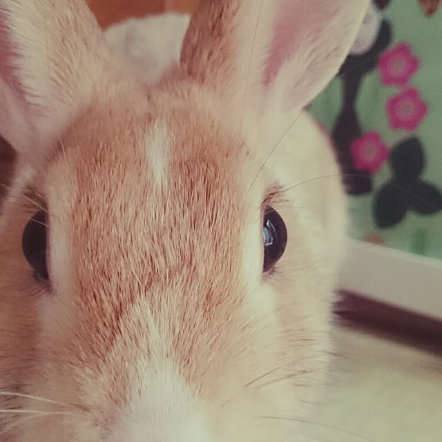 emiさんの実例写真