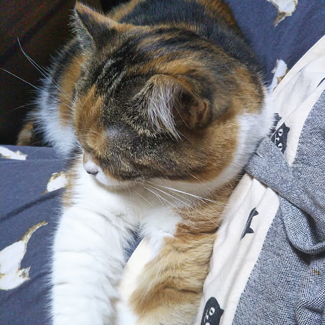 yukieさんの実例写真