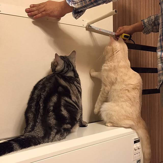 y.k.0123さんの実例写真
