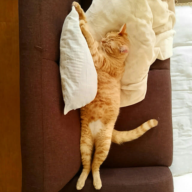 mayutan.さんの実例写真