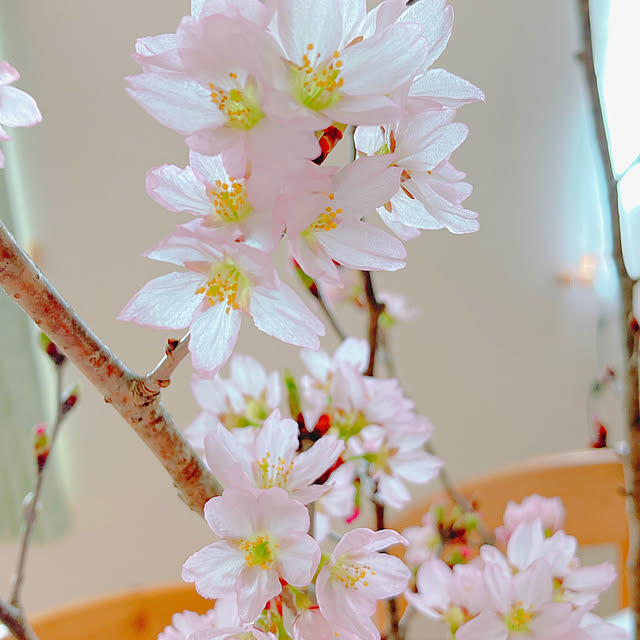 Hanakaさんの部屋