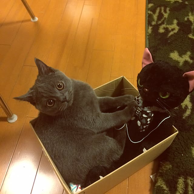 Shojiさんの実例写真