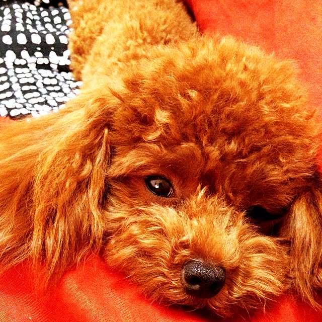 cocoさんの実例写真