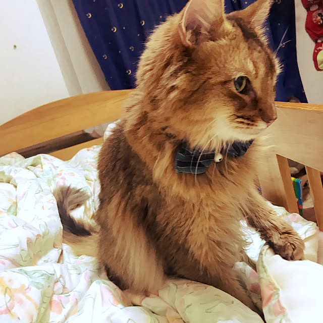 yukarinさんの実例写真