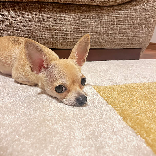 star..さんの部屋