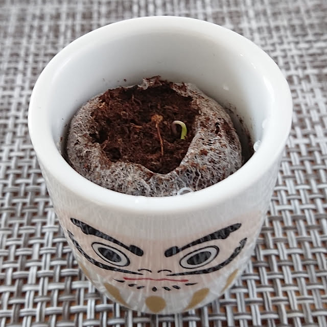 totoroさんの実例写真
