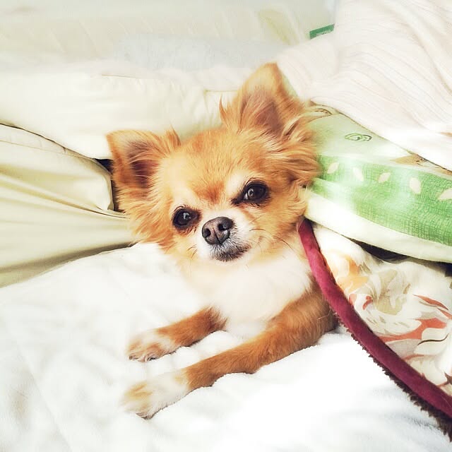 achiさんの実例写真