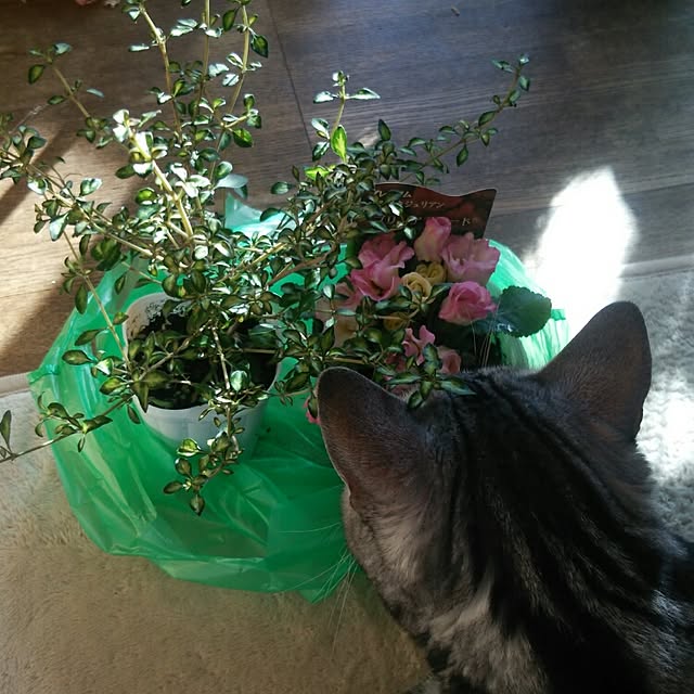kotikomoさんの実例写真