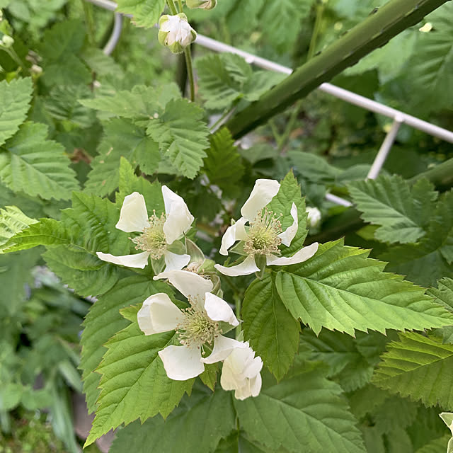 romiromiさんの実例写真
