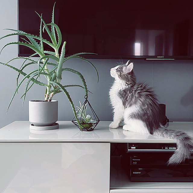 Akubiさんの実例写真