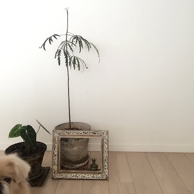 bubuさんの実例写真