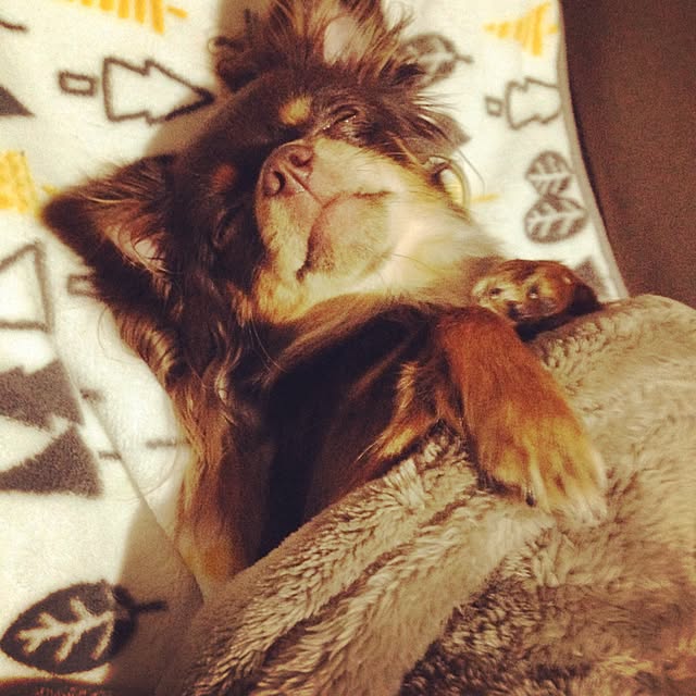 cookie_houseさんの実例写真