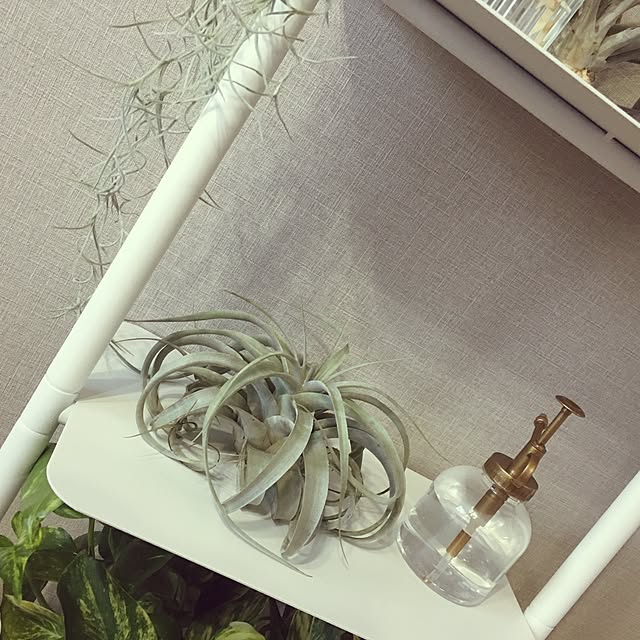 kotsuna531さんの実例写真