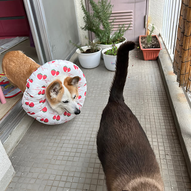 SIROさんの実例写真