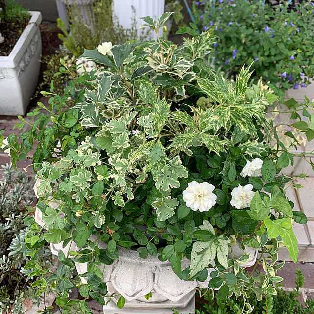 AYUKOさんの実例写真