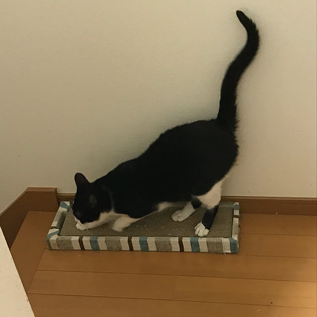 shiomameさんの実例写真