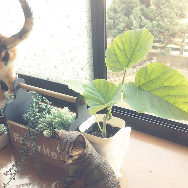 Kinanさんの実例写真