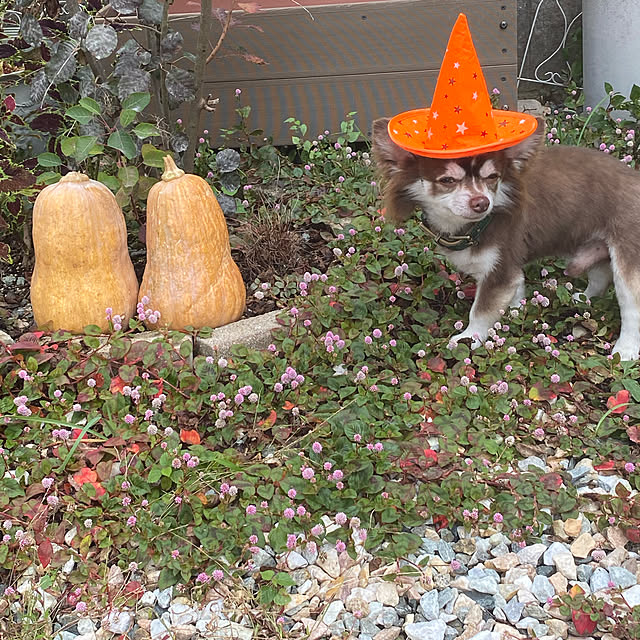 chIoeさんの実例写真