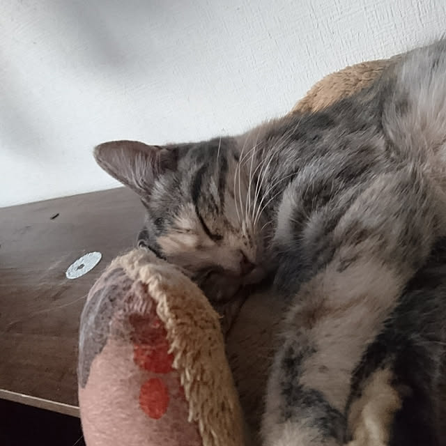 shinobuさんの実例写真