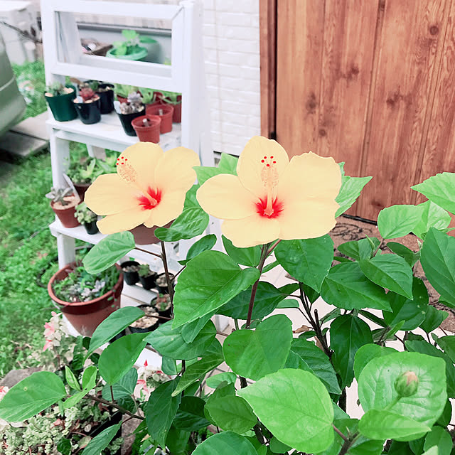 rizumu4649さんの実例写真