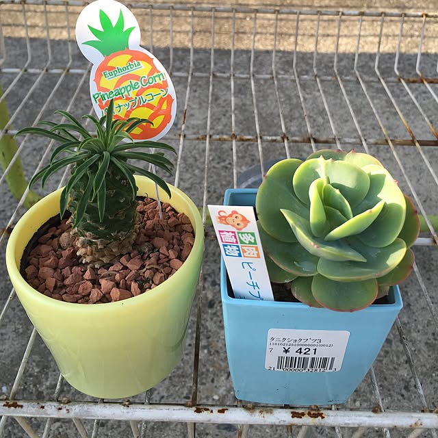 AMEIROさんの実例写真