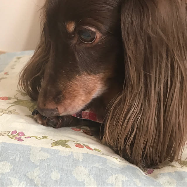 fuuさんの実例写真